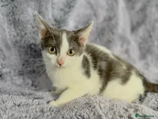 Mixed Breed cats Grey and white kittens - Advert 14