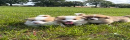 Welsh Corgi Pembroke dogs for sale: KC Registered Welsh Corgi Puppies  - Advert 3