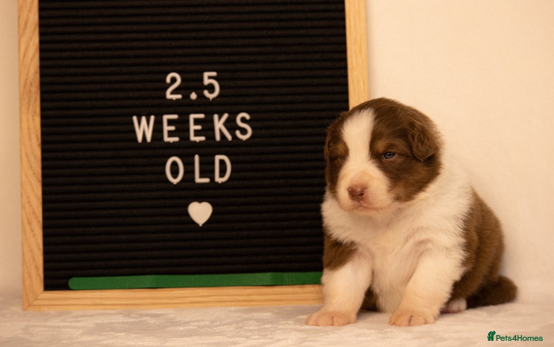Australian Shepherd dogs for sale: KC Australian Shepherd Puppies  - Image 25
