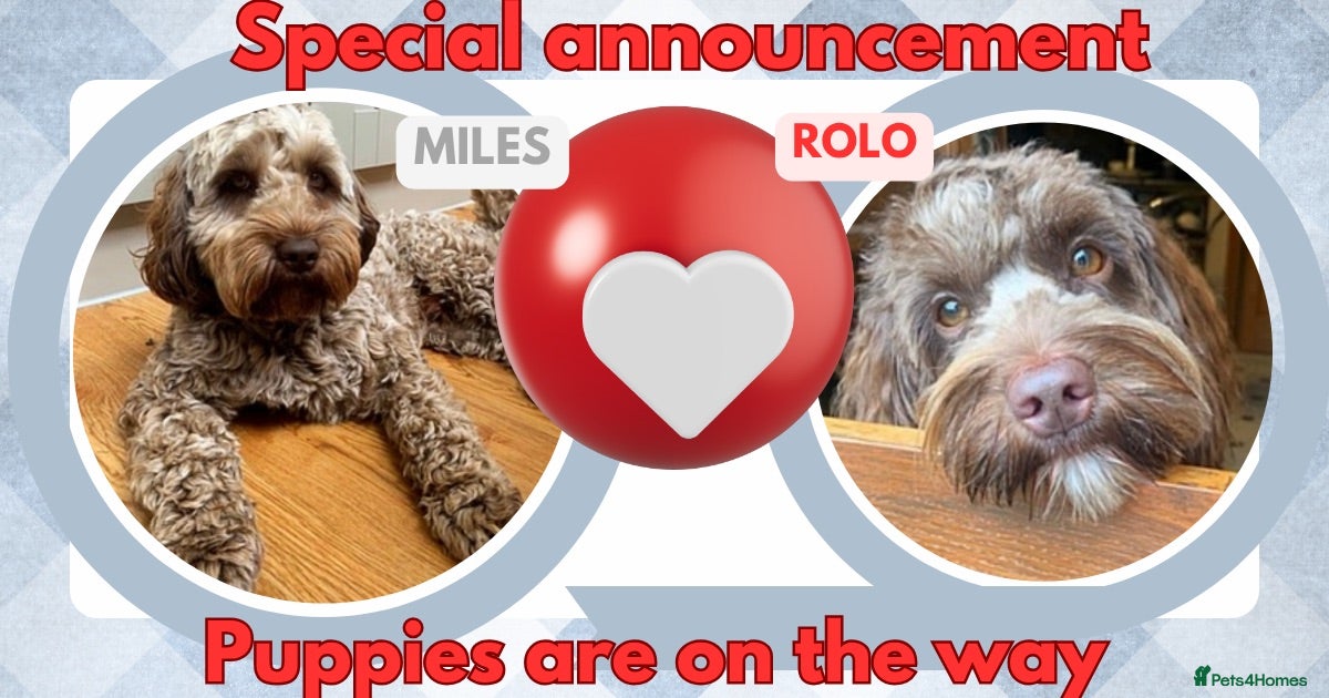 Australian Labradoodle dogs ♥️💙Australian labradoodle - Advert 18