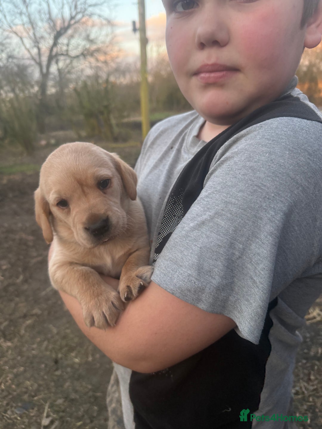 Labrador Retriever dogs for sale: Ftch. Labrador puppies  - Advert 6