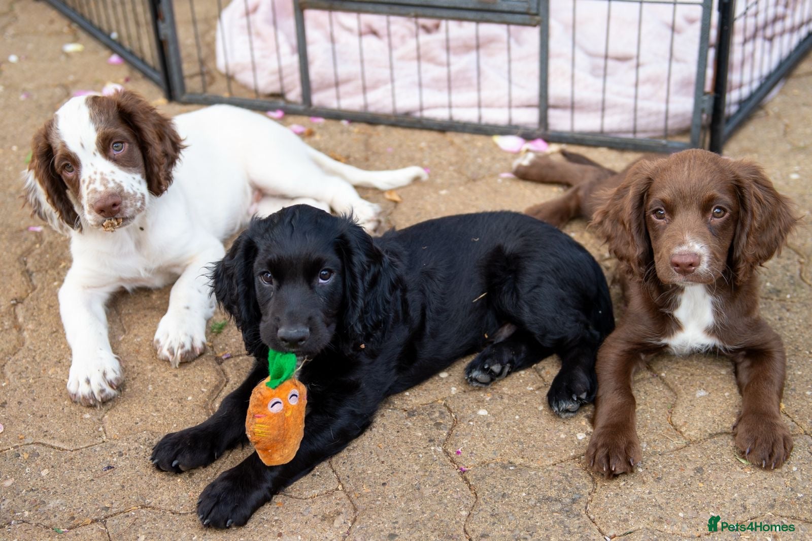 Sprocker dogs Beautiful Sprocker Puppies - Advert 15