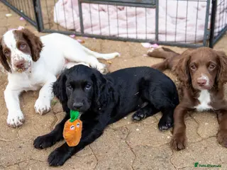 Sprocker dogs Beautiful Sprocker Puppies - Advert 15