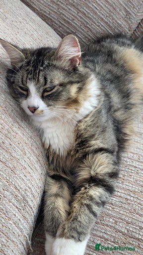 Gallery Image {{count}}