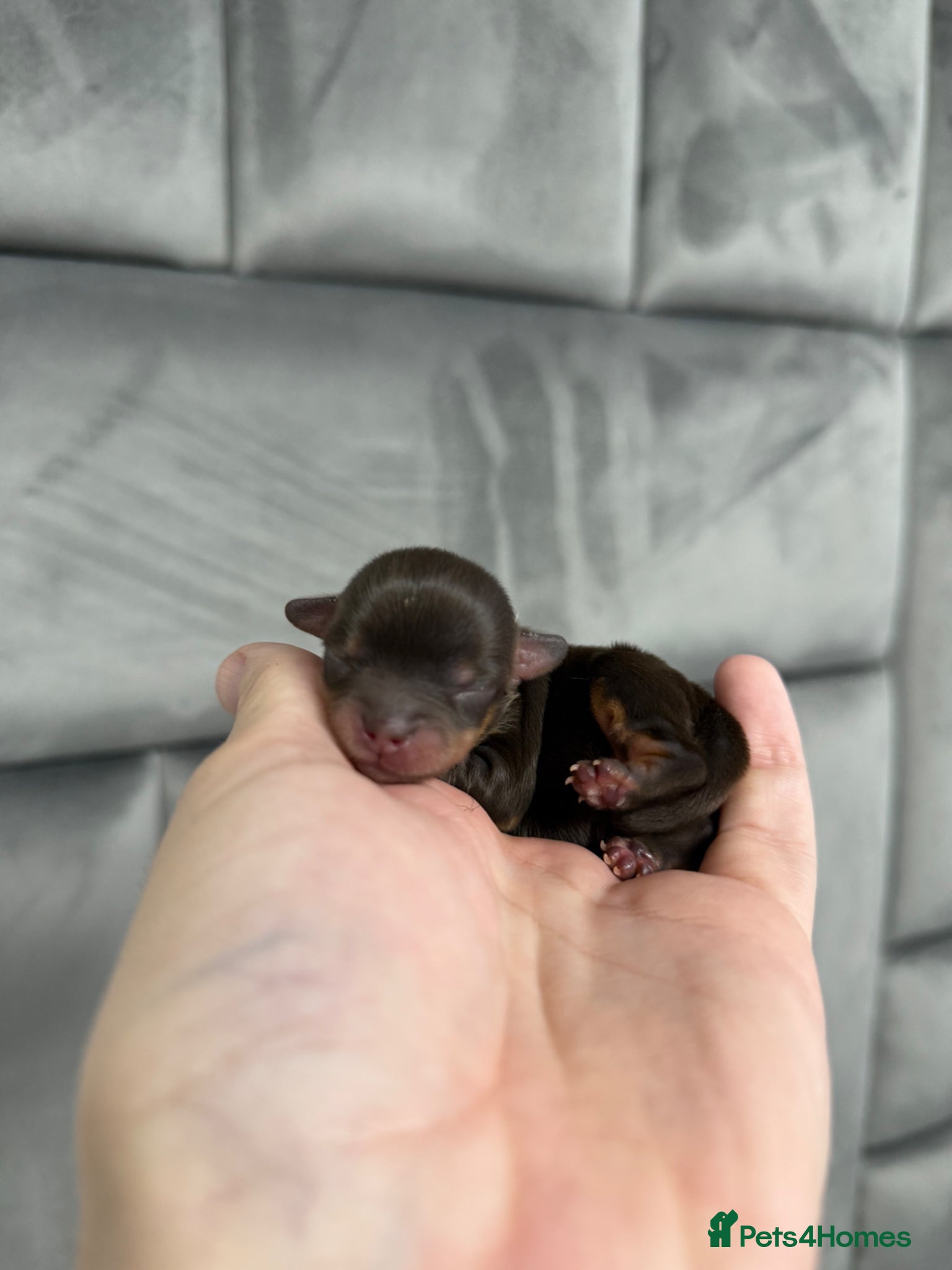Chipoo dogs for sale: 💎 EXQUISITE TINY CHIPOO PUPPIES AVAILABLE 💎  - Advert 11