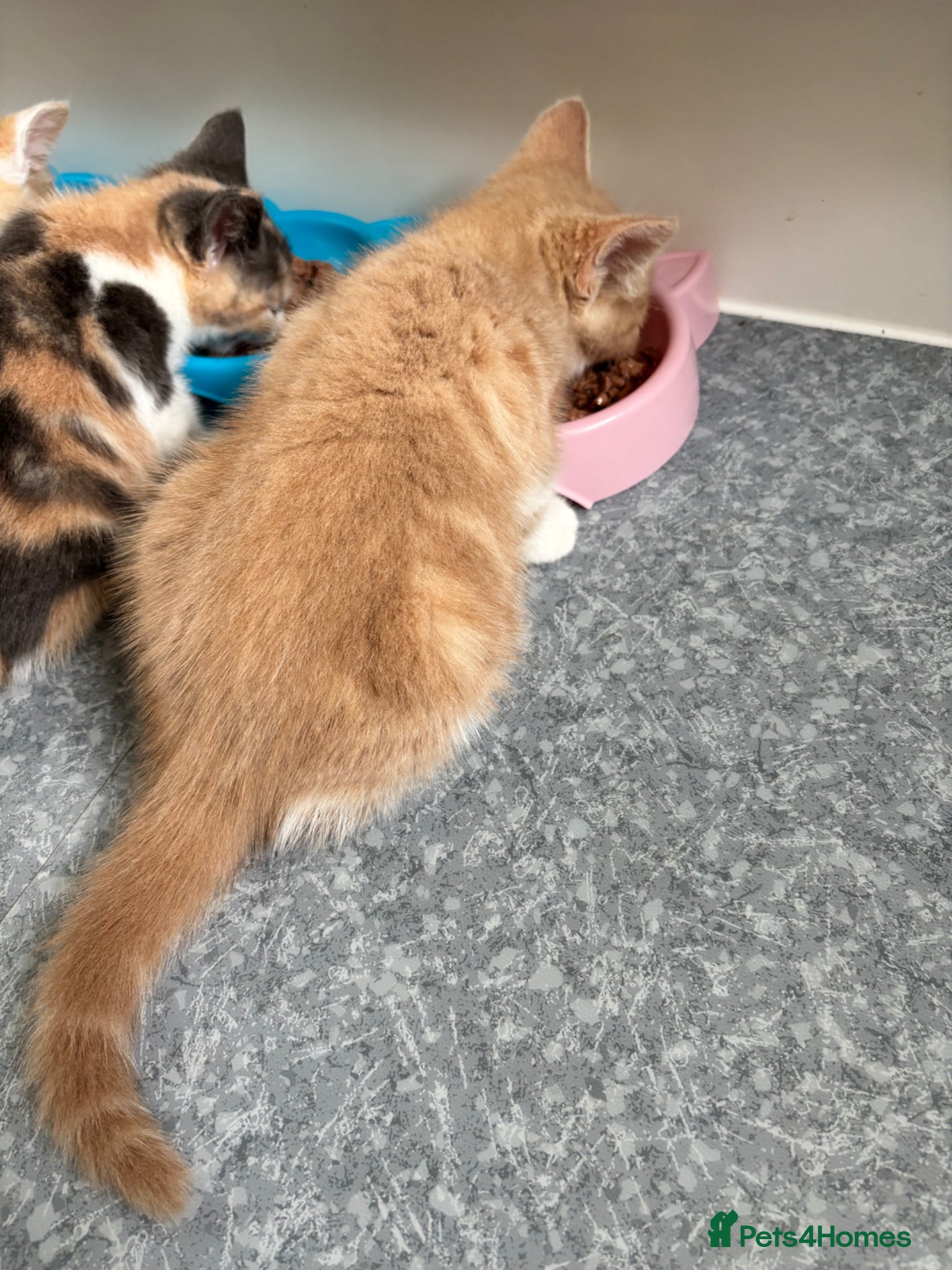 Maine Coon cats for sale: Maine Coon X British Shorthair  - Advert 16