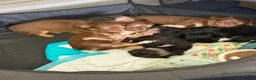 Chihuahua dogs for sale: Long haired chihuahua pups  in Rotherham - Advert 25