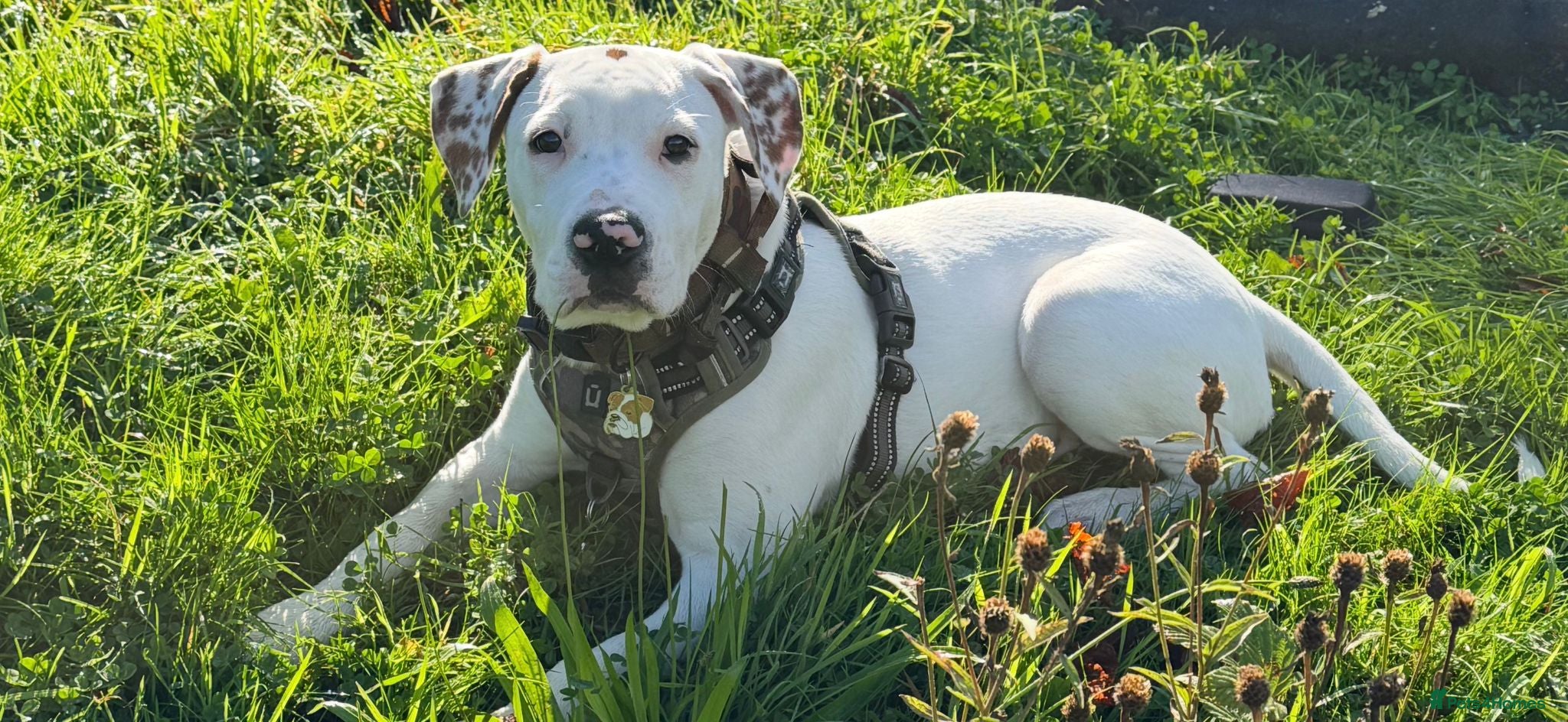 Mixed Breed dogs Ready to go!! - Advert 5