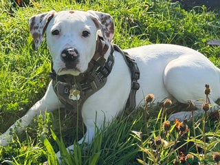 Mixed Breed dogs Ready to go!! - Advert 3