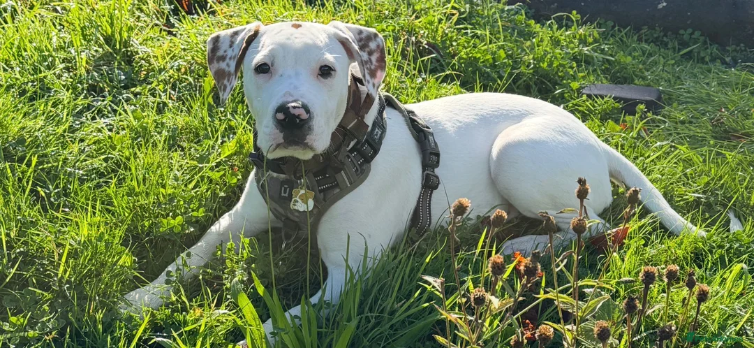 Mixed Breed dogs for sale: Ready to go!! - Advert 1