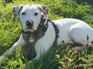 Mixed Breed dogs Ready to go!! - Advert 3