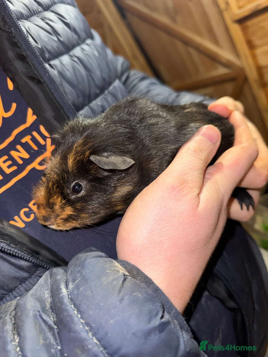 Guinea Pig rodents for sale: 3 baby Guinea pigs for sale. 2 females, 1 male - Advert 2