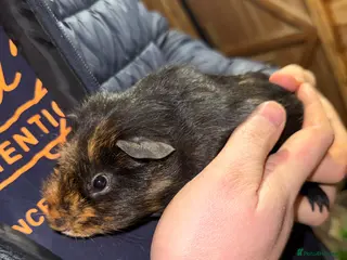 Guinea Pig rodents Baby Guinea pig for sale. 1 male - Advert 7