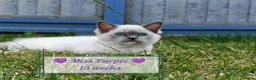 Ragdoll cats for sale: 3 pure ragdoll kittens remaining. Update 8/7/26 - Advert 3