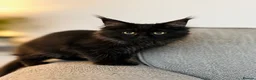Maine Coon cats for sale: Purebred Maine Coon Kittens.Blue,Black Smoke,Tabby - Advert 3