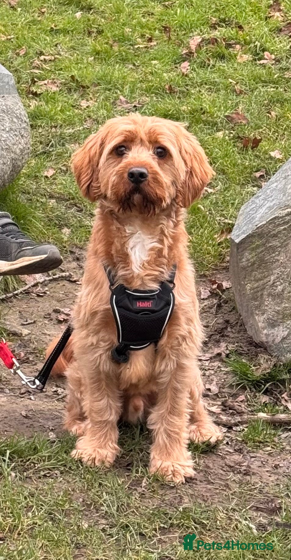Cavapoo dogs Gorgeous Cavapoo needing a new home - Advert 17