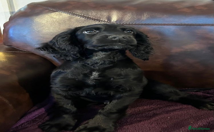 Cocker Spaniel dogs - Advert 1