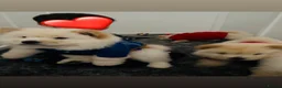 Chow Chow dogs for sale: Chow chow puppies  - Advert 3