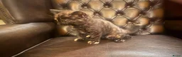 Mixed Breed cats for sale: Female tortoiseshell kitten in Honiton - Advert 4