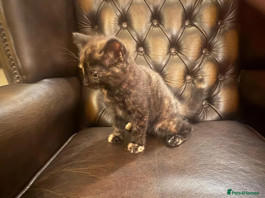 Mixed Breed cats for sale: Female tortoiseshell kitten in Honiton - Advert 4