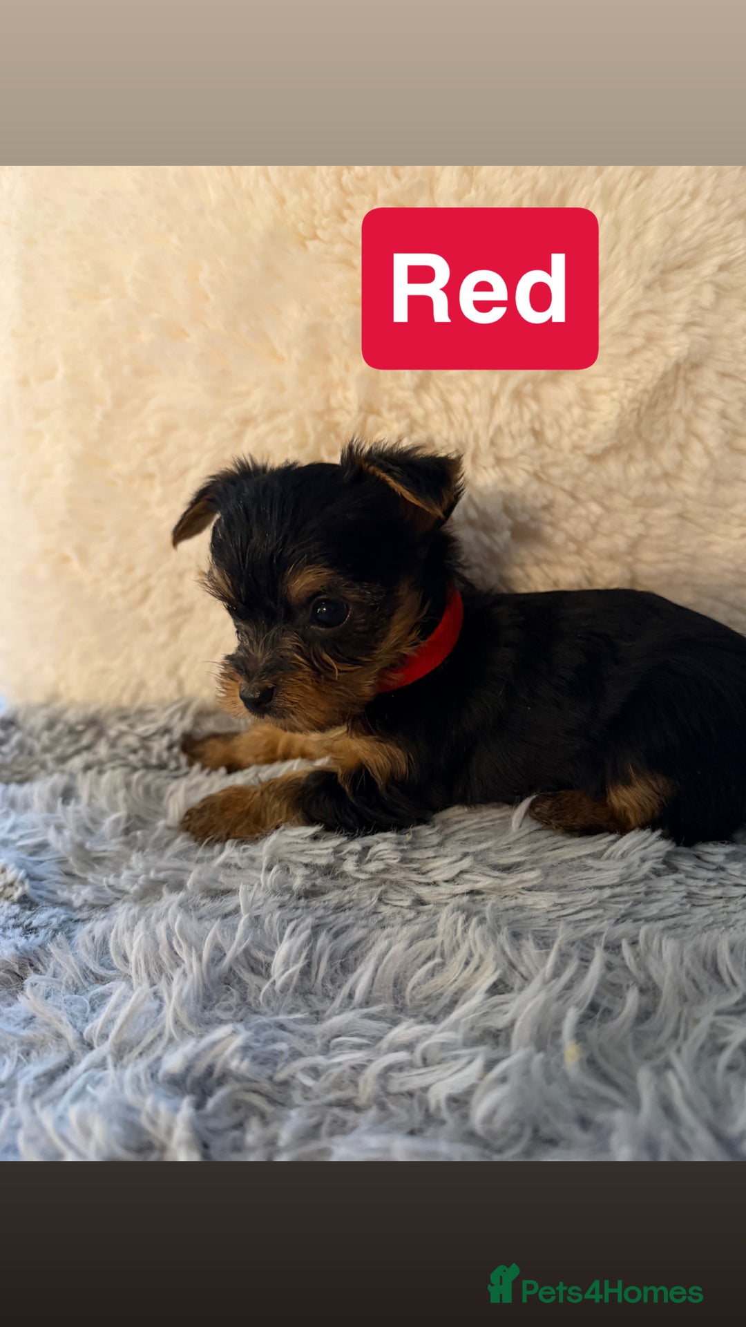 Yorkshire Terrier dogs for sale: Miniature Yorkshire terrier  - Advert 3