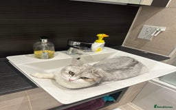 British Shorthair cats for sale: British Short Hair - Image 9