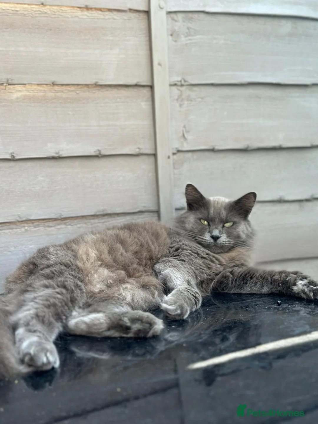 Mixed Breed cats for sale: ADORABLE KITTENS - Advert 17