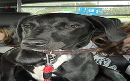 Mixed Breed dogs for sale: Colin, looking for his fur-ever home - Image 5