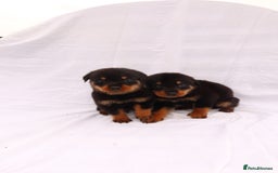 Rottweiler dogs for sale: Rottweiler puppy  - Image 23