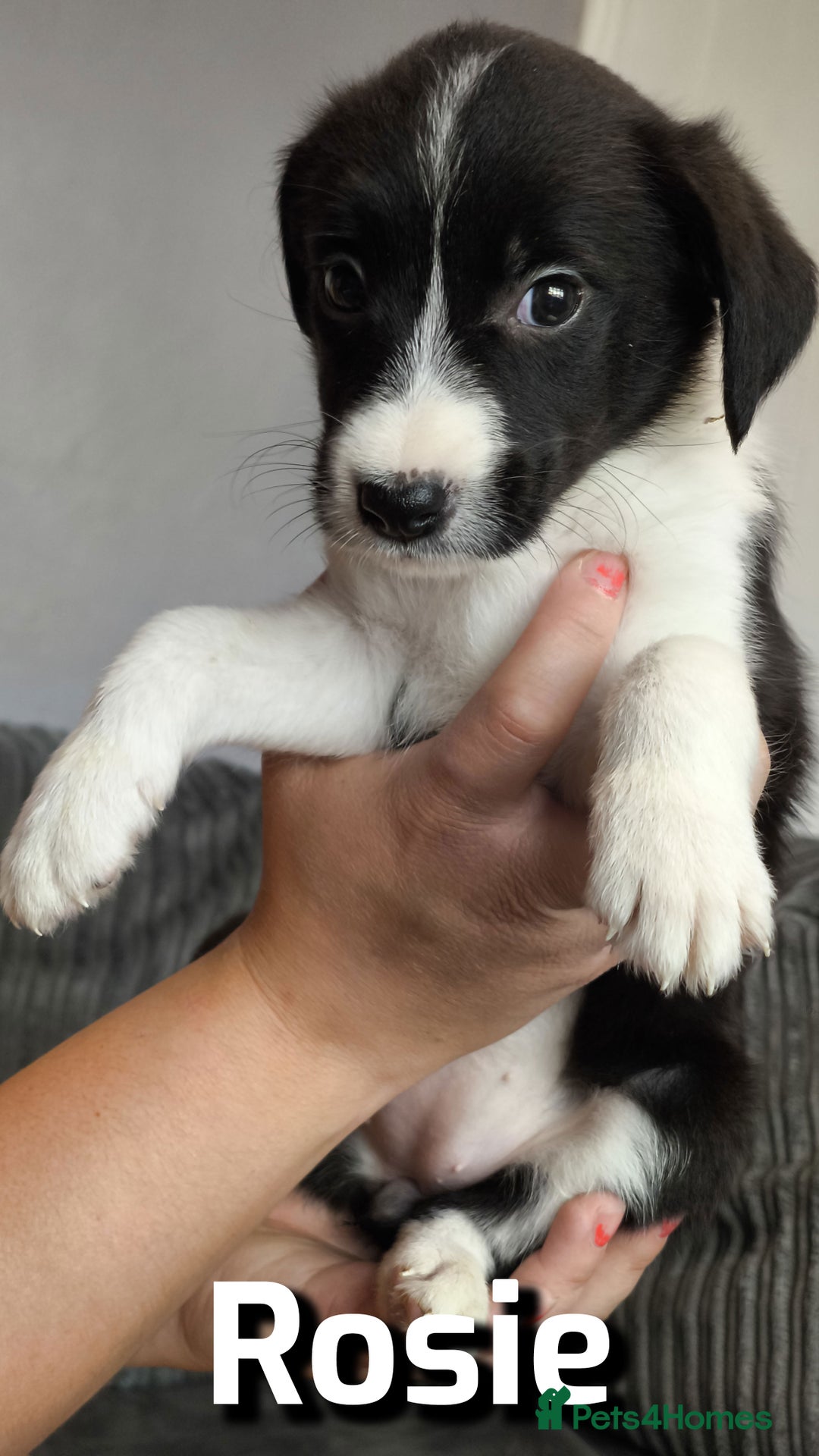 Border Collie dogs for sale: Purebred Border Collie Puppies Tri Intelligent - Image 13