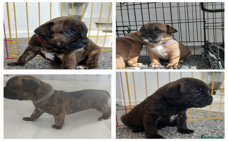 Mixed Breed dogs - Advert 15