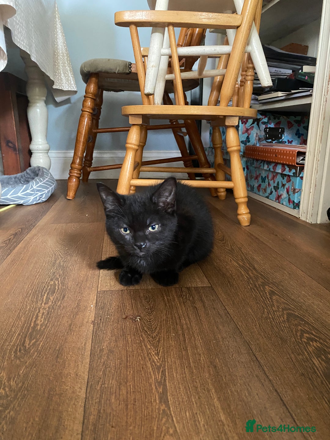 Mixed Breed cats for sale: Black & White kittens - Image 7