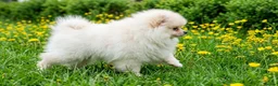 Pomeranian dogs for sale: KC Pomeranian Puppies for sale - Advert 2