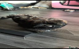 Lhasa Apso dogs for sale: Lhasa apso puppy last beautiful boy left 🩵 - Image 3