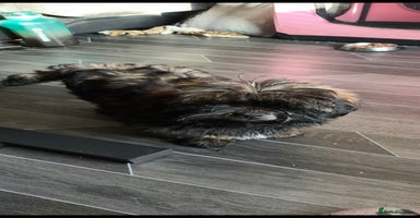 Lhasa Apso dogs - Advert 3