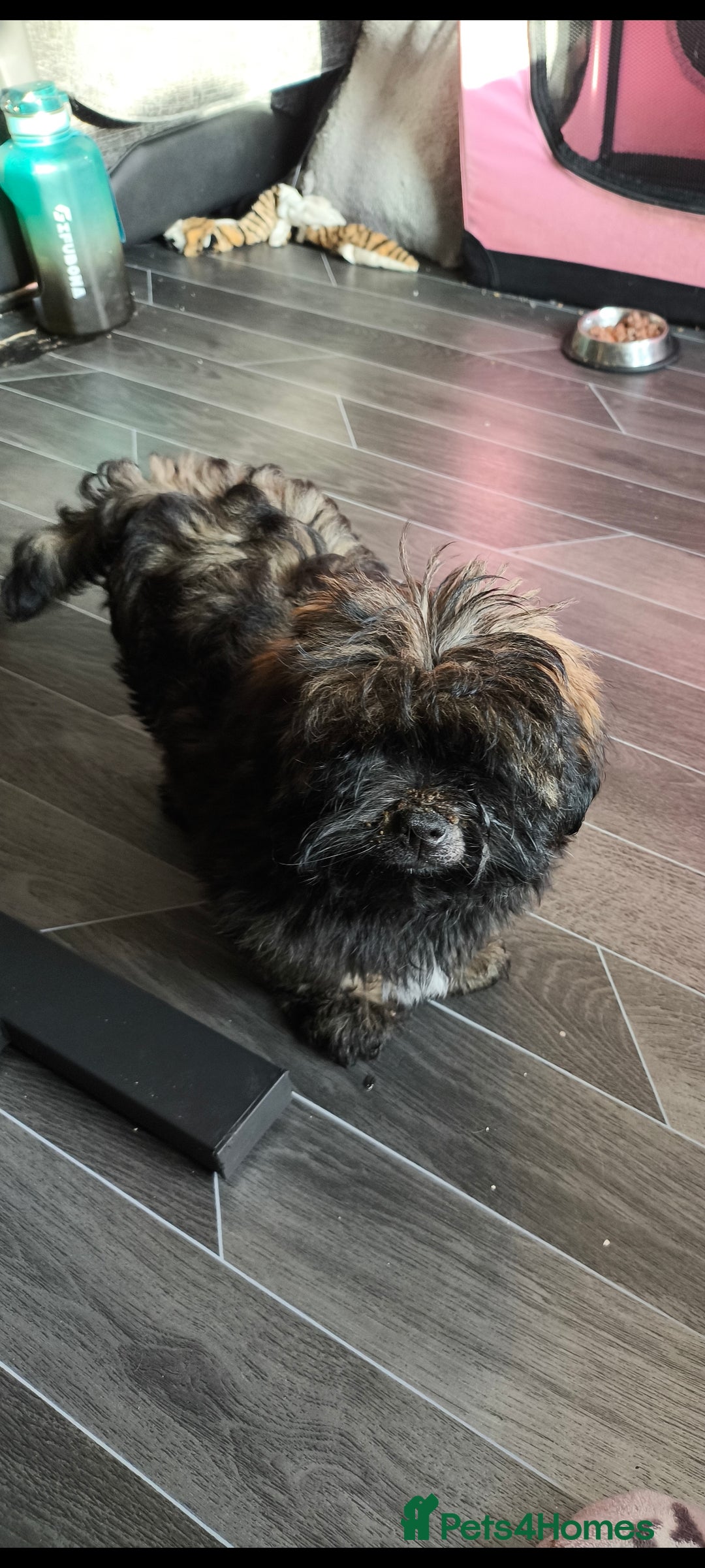 Lhasa Apso dogs for sale: Lhasa apso puppy last beautiful boy left 🩵 - Image 3
