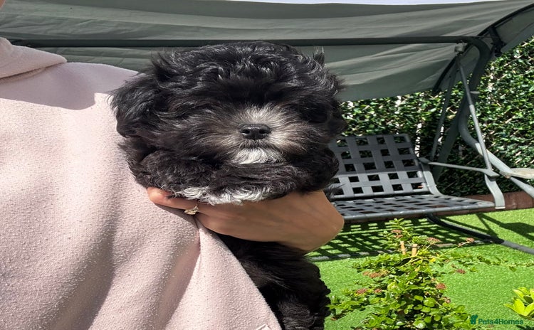 Maltipoo dogs in Bathgate - Advert 4