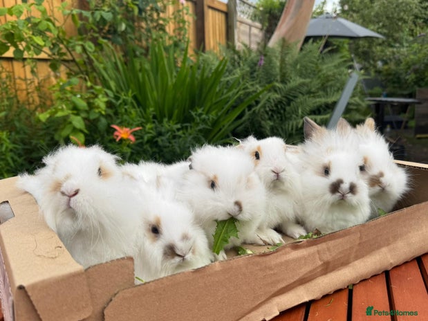 Mixed Breed rabbits - Advert 16