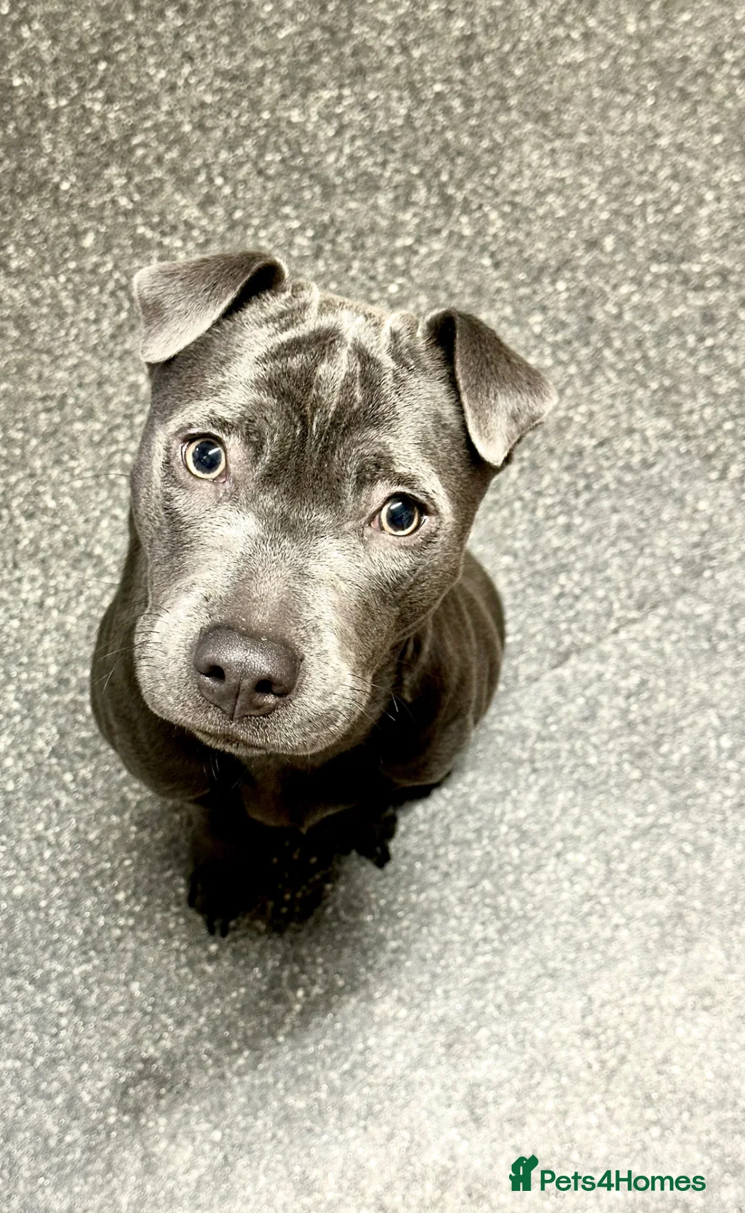 Mixed Breed dogs for sale: Female staffie/cross 2 years old  in Stoke-on-Trent - Advert 2