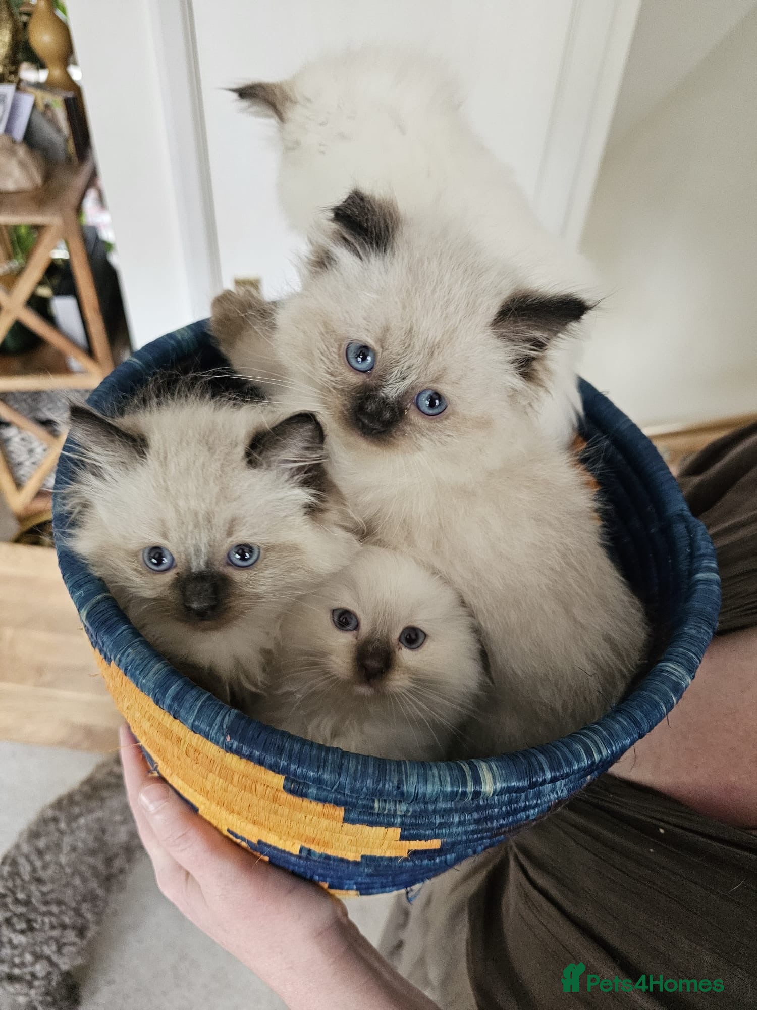 Ragdoll cats TICA registered Ragdoll Kittens - seal/blue point - Advert 2