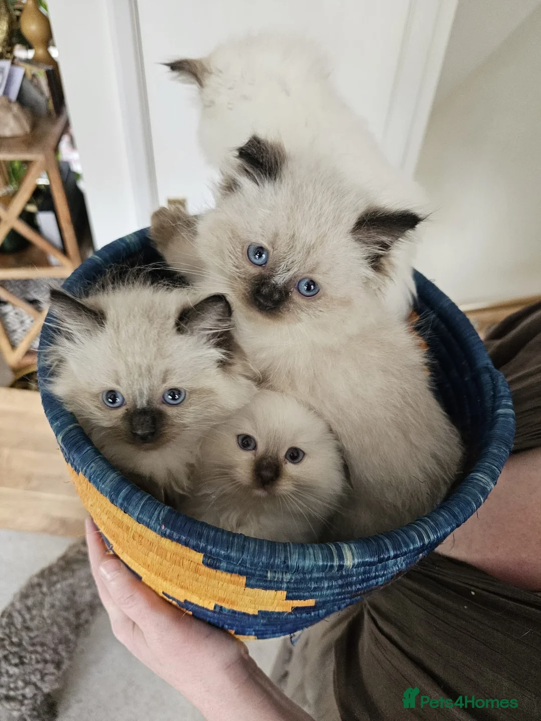 Ragdoll cats for sale: TICA registered Ragdoll Kittens - seal/blue point - Advert 2