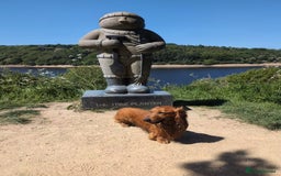 Dachshund dogs for stud: KC registered standard long haired dachshund  - Image 7