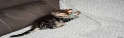 Siberian cats for sale: Pedigree Siberian Kittens from Tunguska House - Advert 5