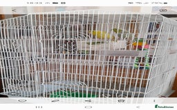 Canaries birds for sale: X 2 one girl one boy  - Image 1
