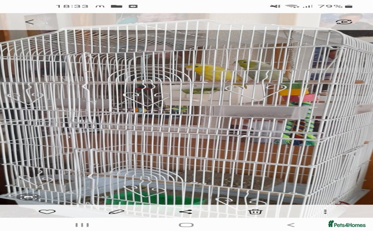 Canaries birds - Advert 1