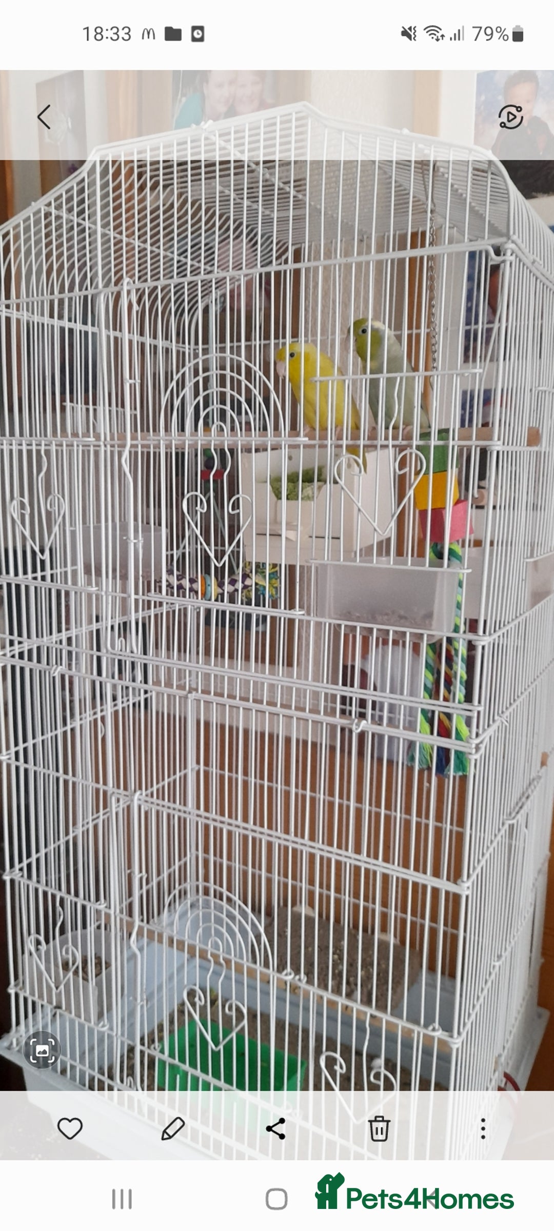 Canaries birds for sale: X 2 one girl one boy  - Image 1