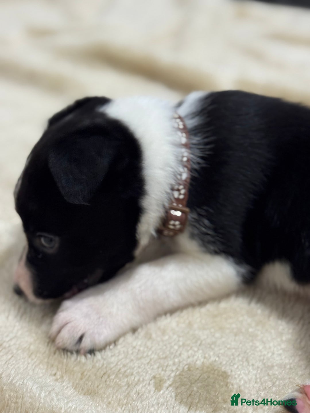 Border Collie dogs for sale: Border Collie Puppies  - Advert 4