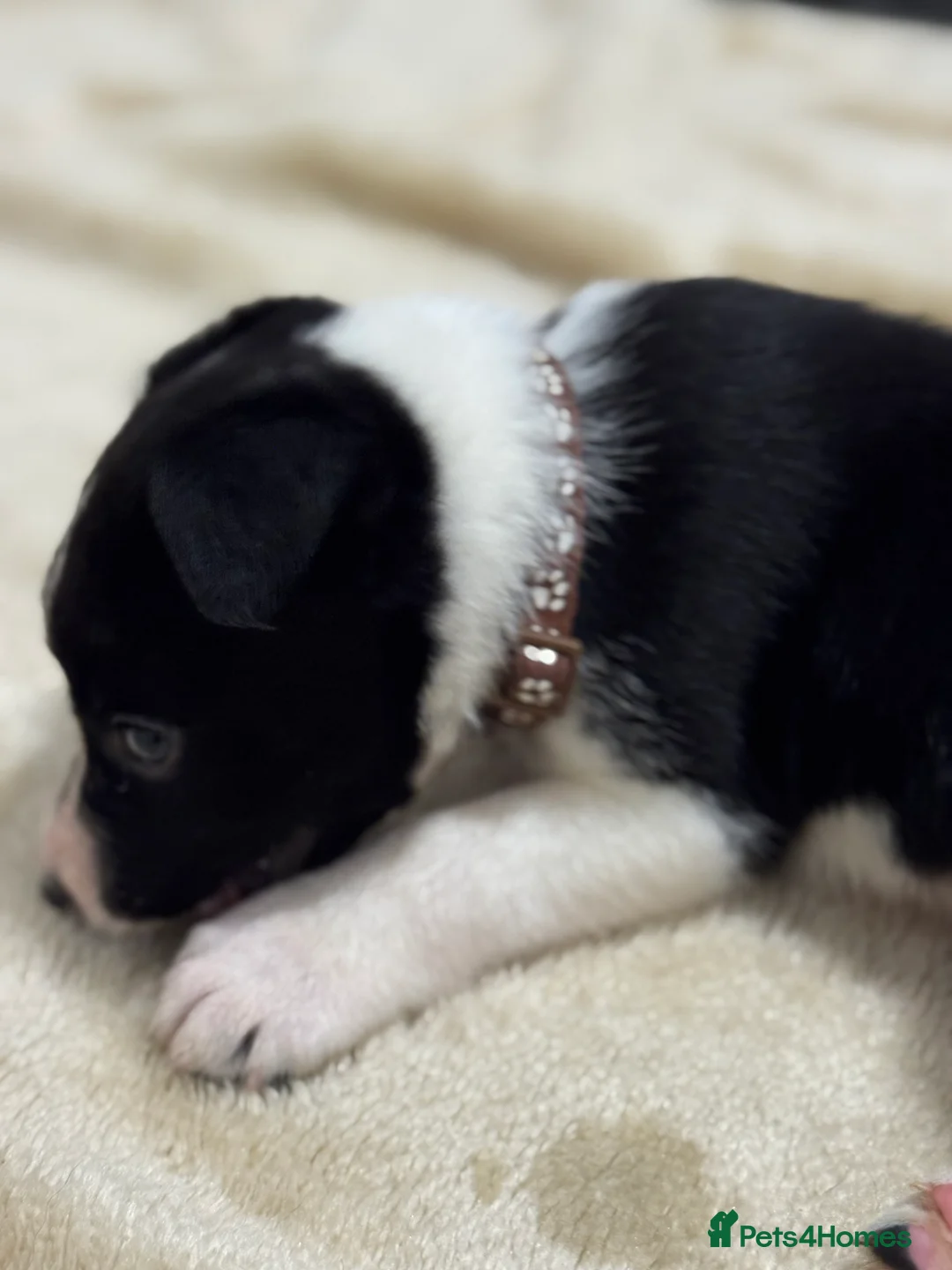 Border Collie dogs for sale: Border Collie Puppies (Sold) - Advert 6