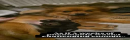 Pomeranian dogs for sale: Pomeranian puppies - Advert 3