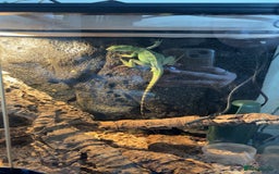 Lizard reptiles for sale: Female Basilisk lizard and full setup  - Image 3